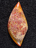 coral