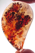 Collectibly rare Carey Ranch plume agate, shown backlit.